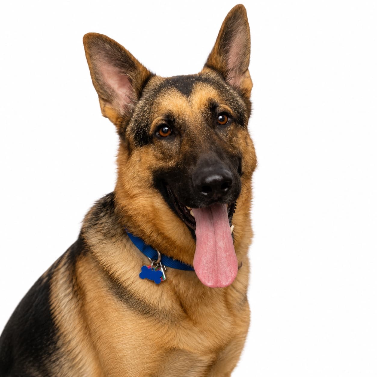 Bruno, Deutscher Schäferhund, Der Wachsame