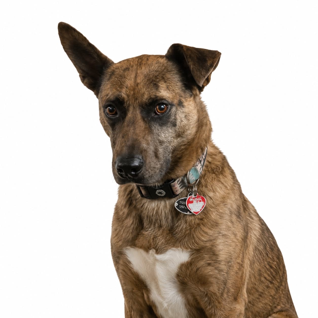 Frida, Holländischer Schäferhund-Mix, Die Aufmerksame