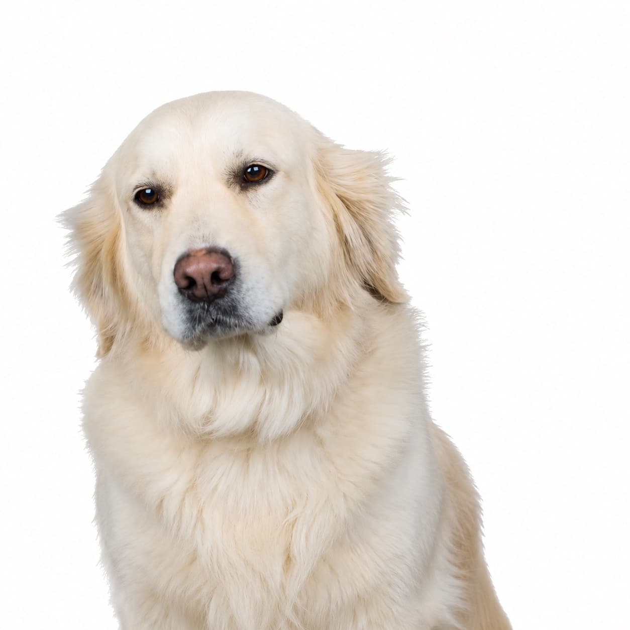 Emil, Golden Retriever, Der Geduldige
